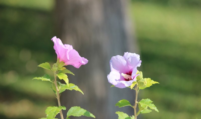 童年生活就像万花筒仿写句子,生活与人生的美句子