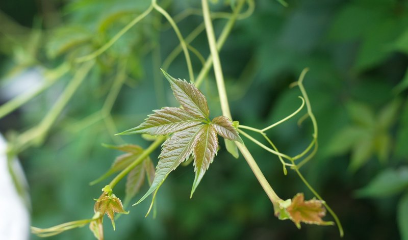 蒜薹贵的幽默句子_蒜苔发朋友圈的句子