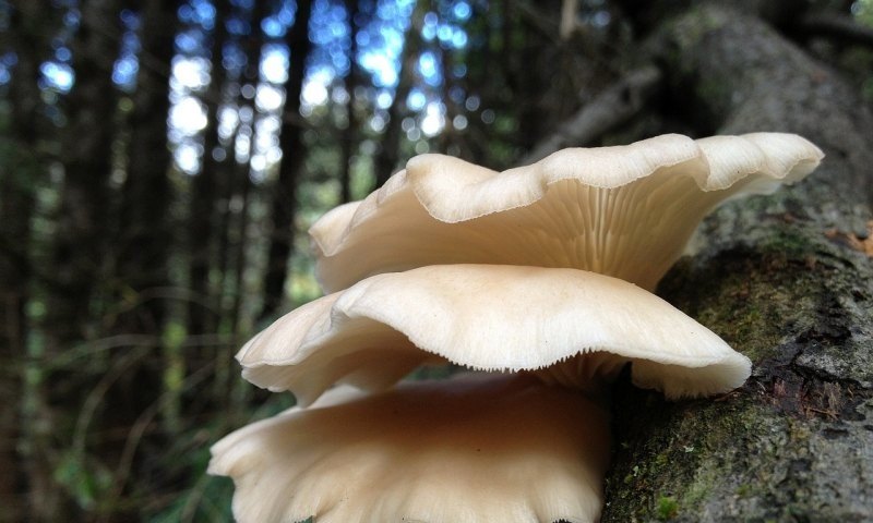 光遇蘑菇头与平菇头怎么区别_饥荒海难蘑菇树永久发光吗