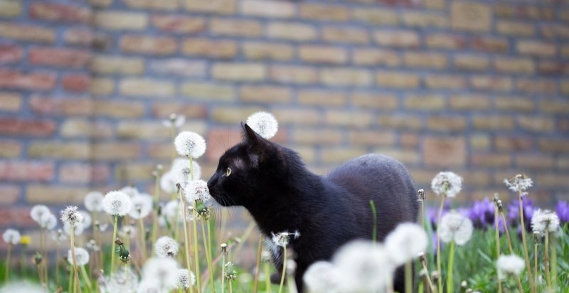 熊猫为什么不能直播了，熊猫直播王者荣耀