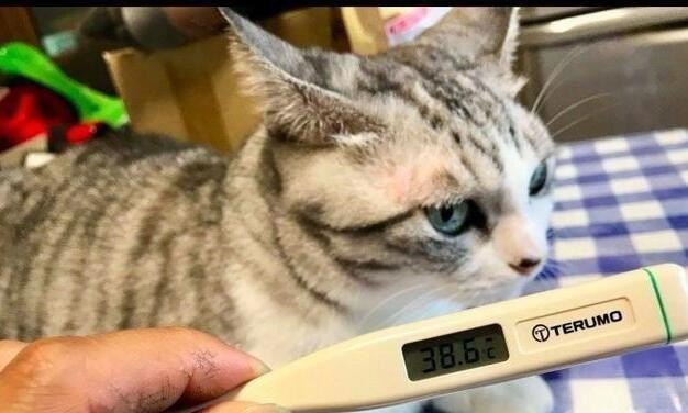 猫咪感冒怎么办，小猫感冒怎么办