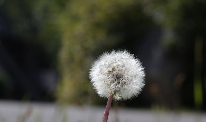 名人名言英语短句摘抄_关于荷花的名人名言英语