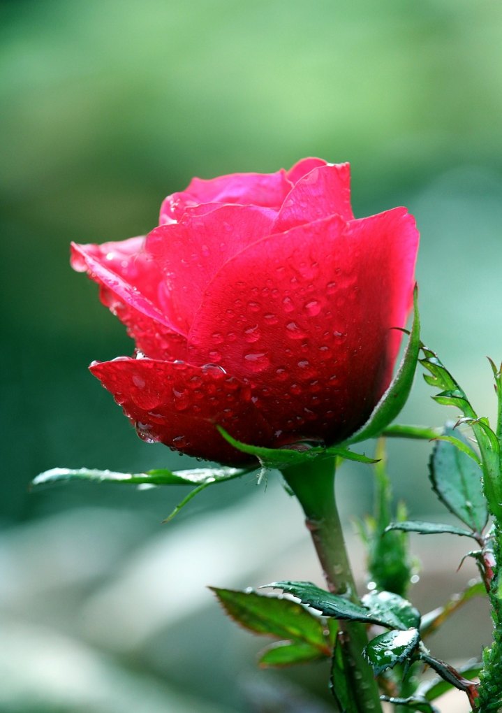 雨后残花伤感句子,关于雨的伤感唯美句子