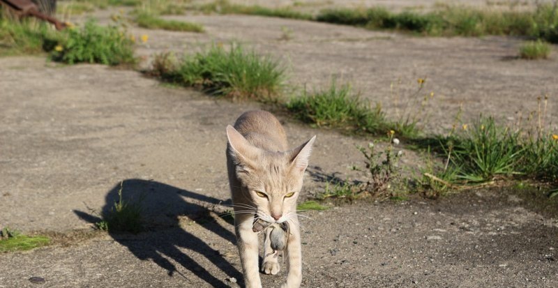 原神哪里有一群猫猫，原神猫猫详细攻略