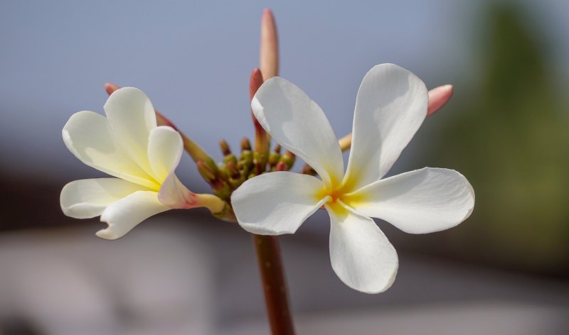 花开疫散是什么意思_春暖花开再见时的说说