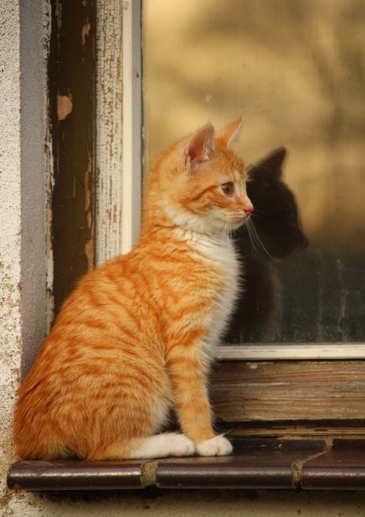 猫突然发抖 心跳加快怎么拉_猫咪要生宝宝发朋友圈的内容