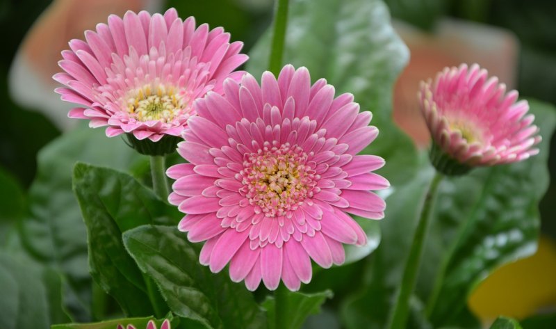 关于茉莉花的幽默搞笑句子_桂花不开花时仿写句子