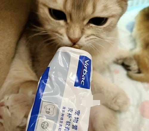 小猫咪很瘦怎么办_猫很瘦是生病了吗