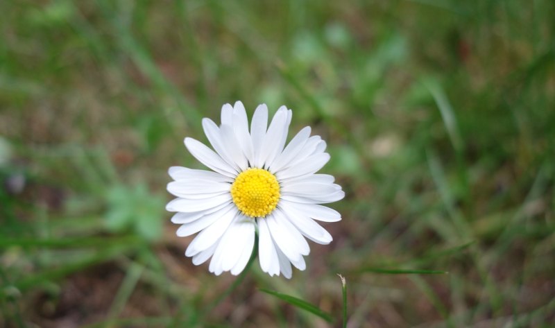 花总会凋谢感悟人生句子_花瓣离开花朵的伤感的句子