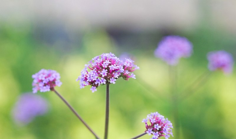 郁金香园的优美句子_描写郁金香花海的句子