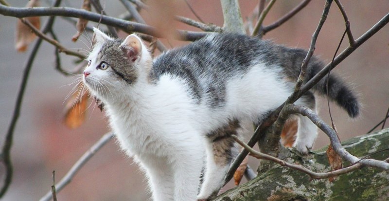 龙猫便便小了怎么回事_龙猫一只眼睛突出怎么回事