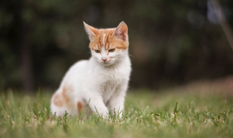 小猫正常走路的样子,猫走路的伤感句子英文