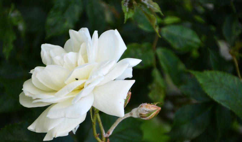 百合花文案高级感短句，赞美百合花的唯美句子