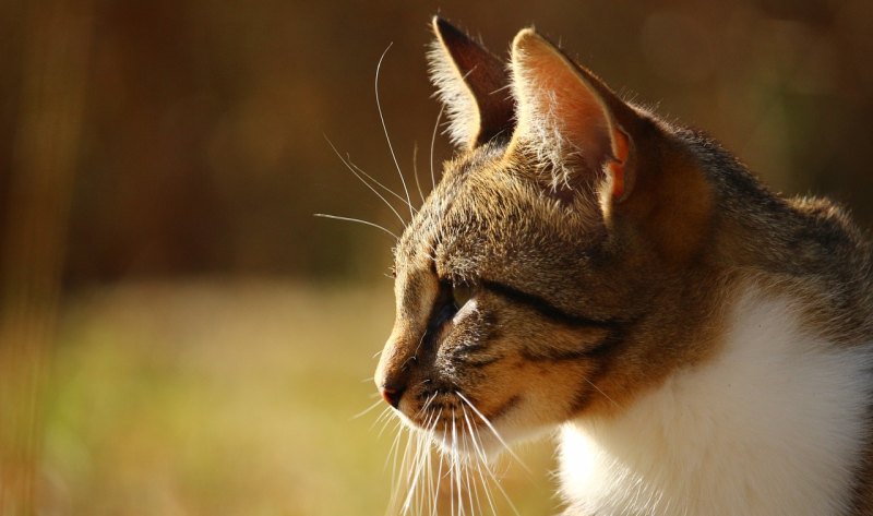 围绕小猫很爱干净写一段话,写小猫喜欢干净句子怎么写