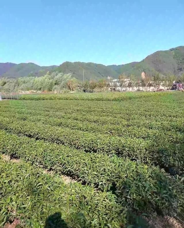 乡村旅游的背景是怎样的呢_如何发展乡村旅游