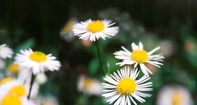 有关雨和花的优美成语、诗句，带花句子唯美