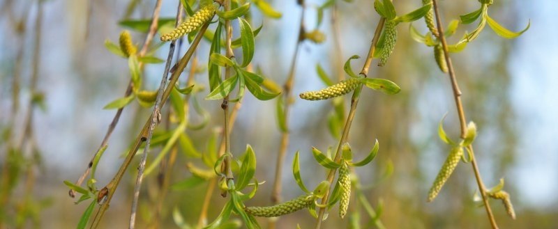 光遇植树节怎么种树,光遇聊天小树