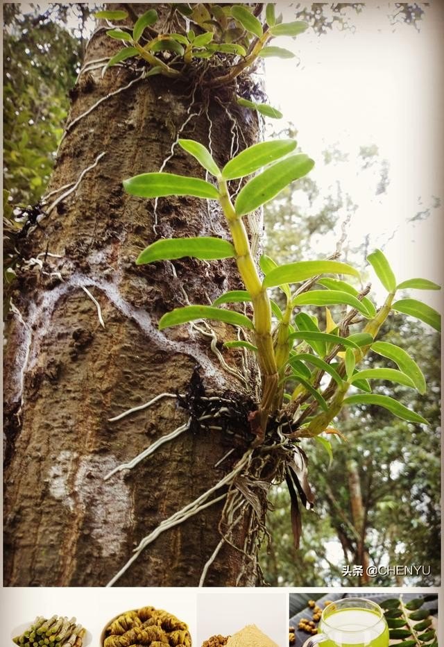 云南有哪些著名珍贵药材,云南砚山黑历史人物