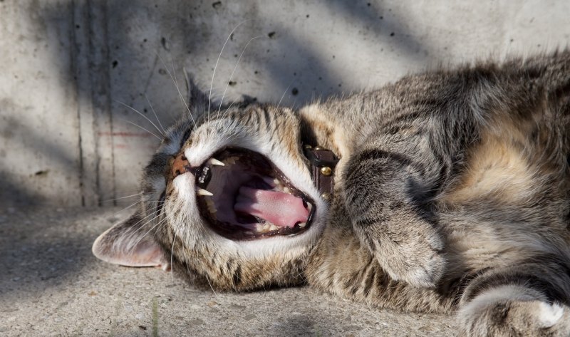 猫咪掉了一颗牙齿怎么办 掉了一颗牙怎么办