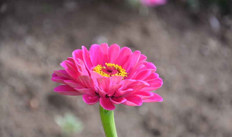 烟花句子经典短句_配烟花的简短干净句子