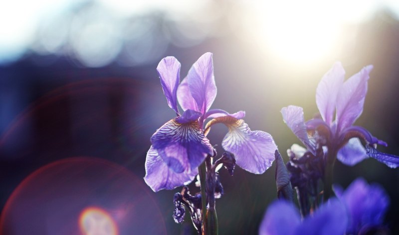 花开若相惜，花落莫相离。是什么意思，花开比喻爱情的句子唯美