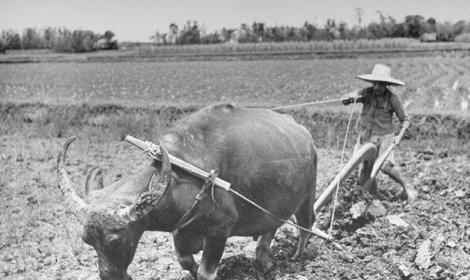 姓农的由来_农史三种历史形态 - 华夏历史