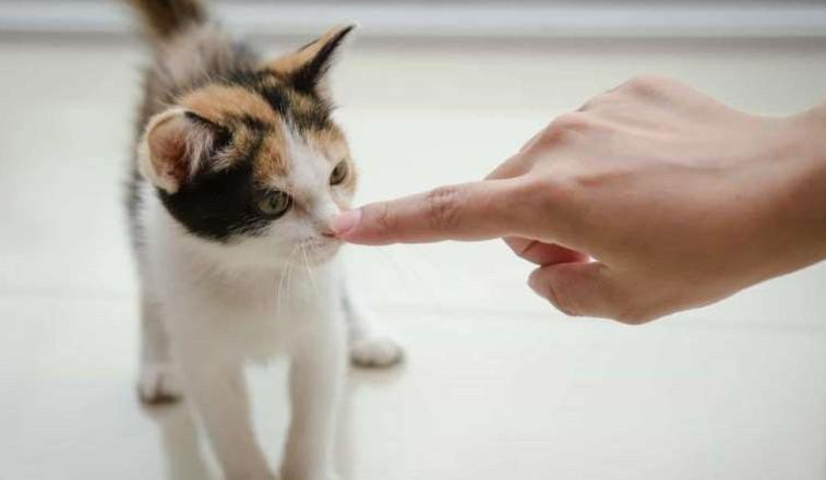 猫咪抓人的原因及解决办法,小猫抓人怎么办