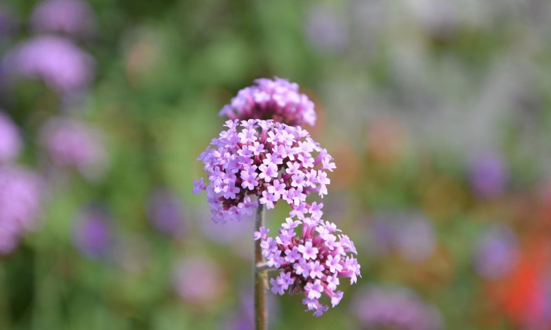 蜀山区小岭南花海什么时候适合去 蜀山旅游