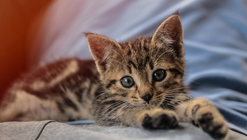 猫咪不听话怎么训练 猫咪不听话怎么办