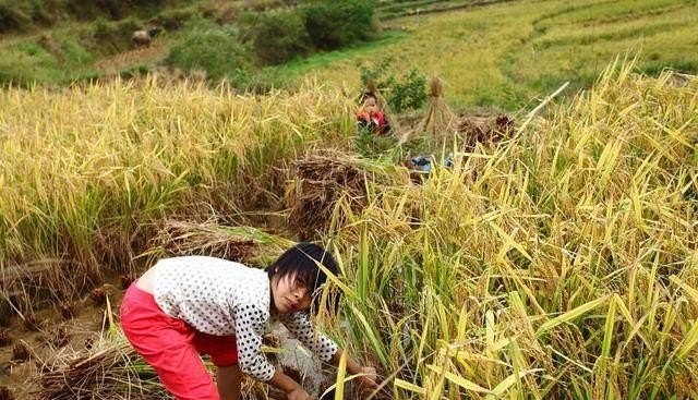 农民一年辛苦挣的钱都花到哪里去了 亲亲果园怎么加盟