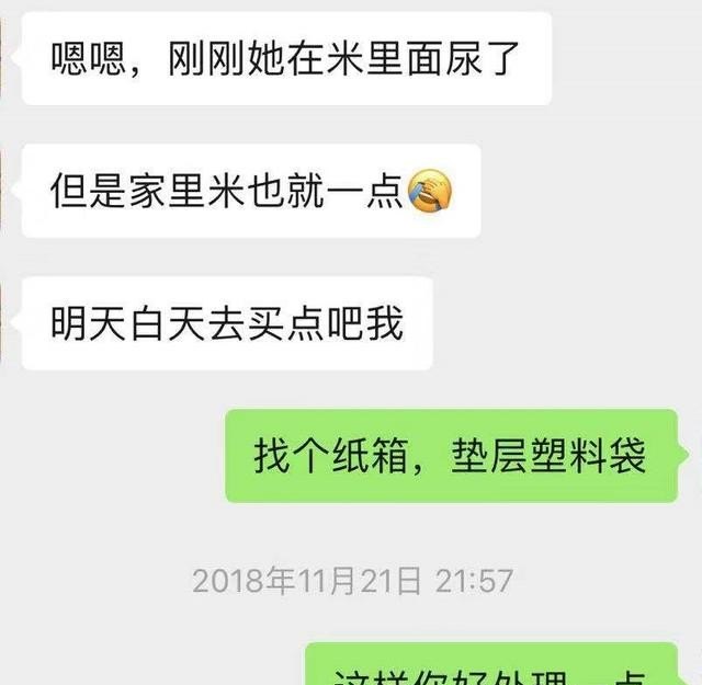 养猫不用猫砂的方法,没有猫砂怎么办