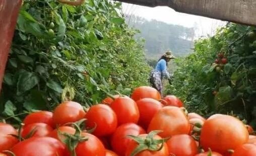 去广西必带十大特产零食 广西美食推荐理由简短