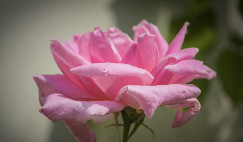 学校元宵节祝福语，元宵节祝福送老师的句子