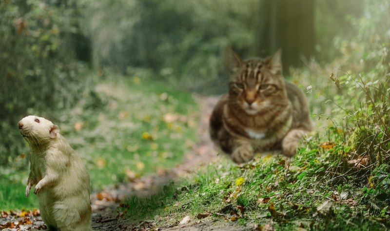 如何把猫鼠账号转移另一部手机_vivo手机猫和老鼠号没了怎么找回