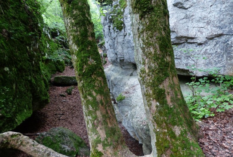 鼎湖山游览最佳线路攻略_鼎湖山和丹霞山哪个值得去