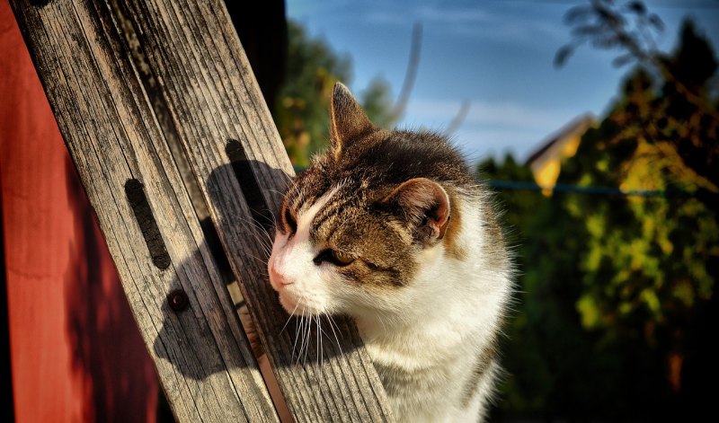 猫咪一直鼻塞怎么办_猫鼻子堵塞怎么办