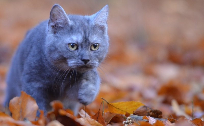 怎么去皮肤螨虫_猫螨虫最快消除方法