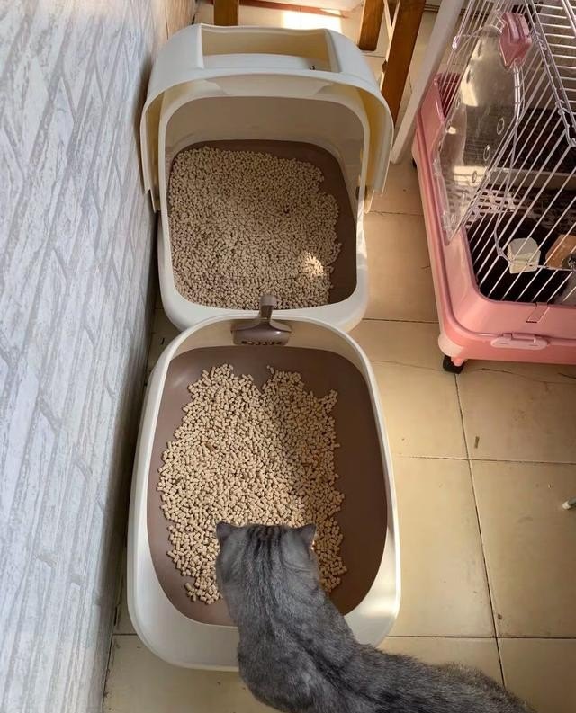 猫吃猫砂怎么办_小猫吃猫砂怎么办