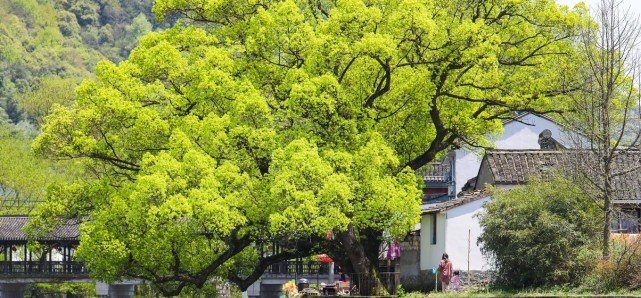 余姚古村落自驾游攻略，余姚中村历史文化白云桥 - 华夏历史