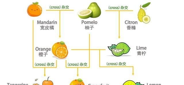 虚伪的英文咋说_假意这个词的英文怎么写 - 宝贝英语