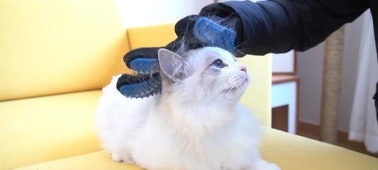 猫咪呕吐毛球怎么办，猫咪吐毛球吃什么好_猫咪吐毛球症状有哪些?该怎么帮助猫咪顺利吐出毛球