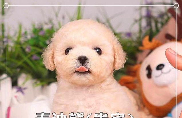 广州有什么正规犬舍 广州犬舍排行 广州宠物加盟店排行