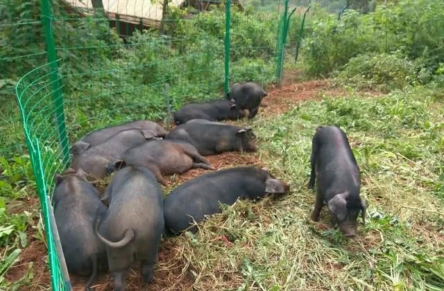 为什么喂粮食的猪肉比喂饲料的猪肉好吃，中国历史上主要食用肉类 - 华夏历史