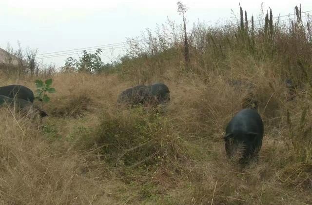 为什么喂粮食的猪肉比喂饲料的猪肉好吃，中国历史上主要食用肉类 - 华夏历史