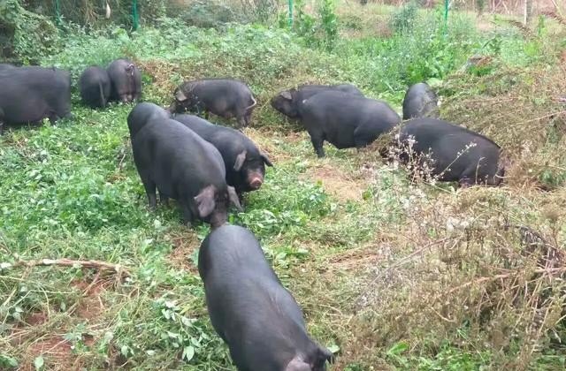 为什么喂粮食的猪肉比喂饲料的猪肉好吃，中国历史上主要食用肉类 - 华夏历史