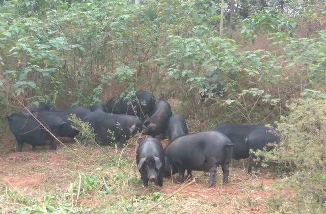 为什么喂粮食的猪肉比喂饲料的猪肉好吃，中国历史上主要食用肉类 - 华夏历史