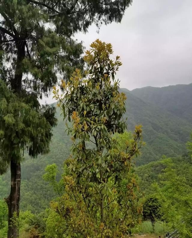 四川什么茶叶最出名,达州红茶加盟店排行榜