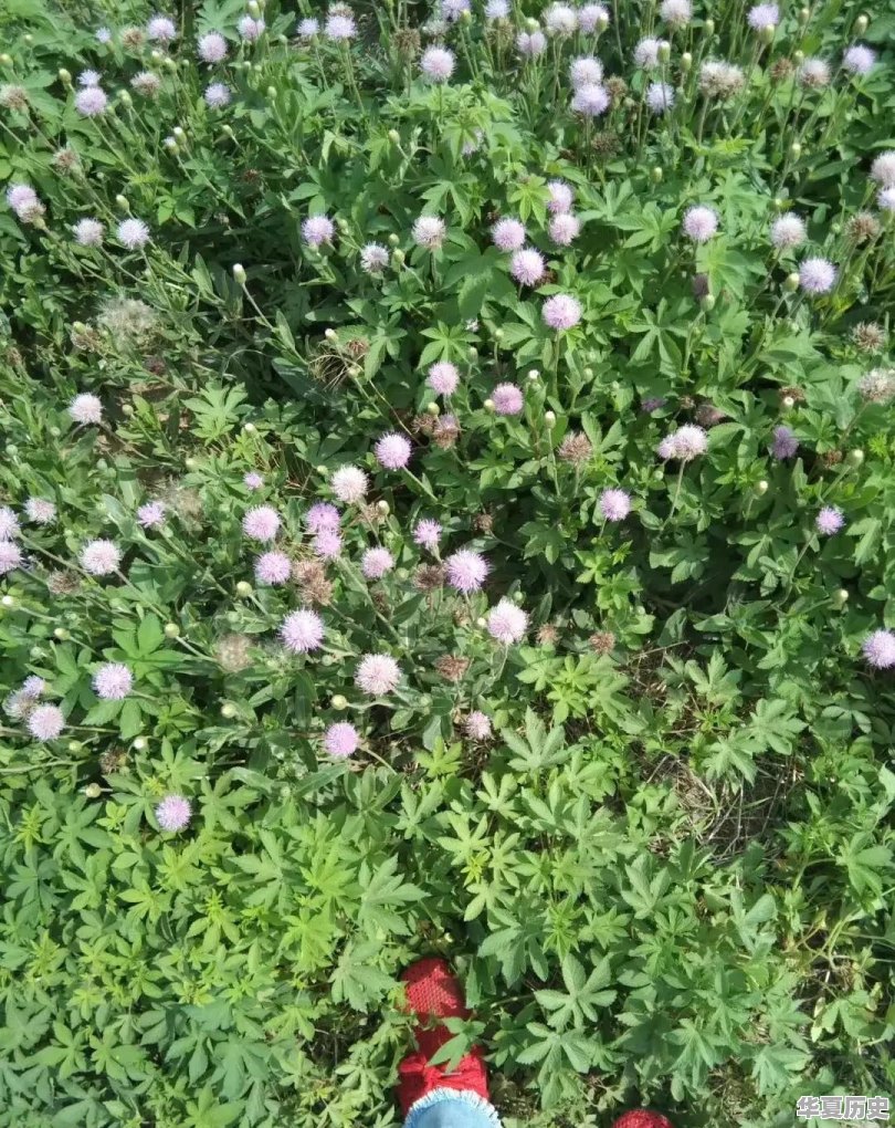 潍坊地毯厂的宿舍什么时候拆迁 - 华夏历史