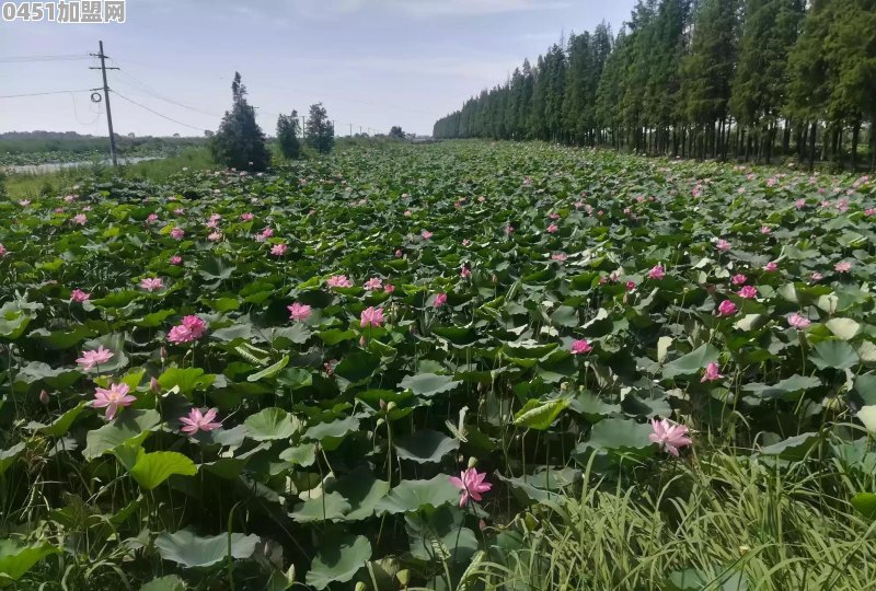 湖北潜江的发展怎么样