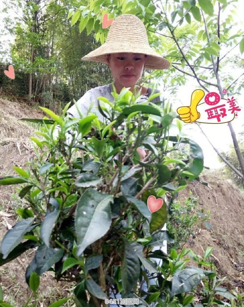 有什么普洱茶的加盟品牌推荐一下